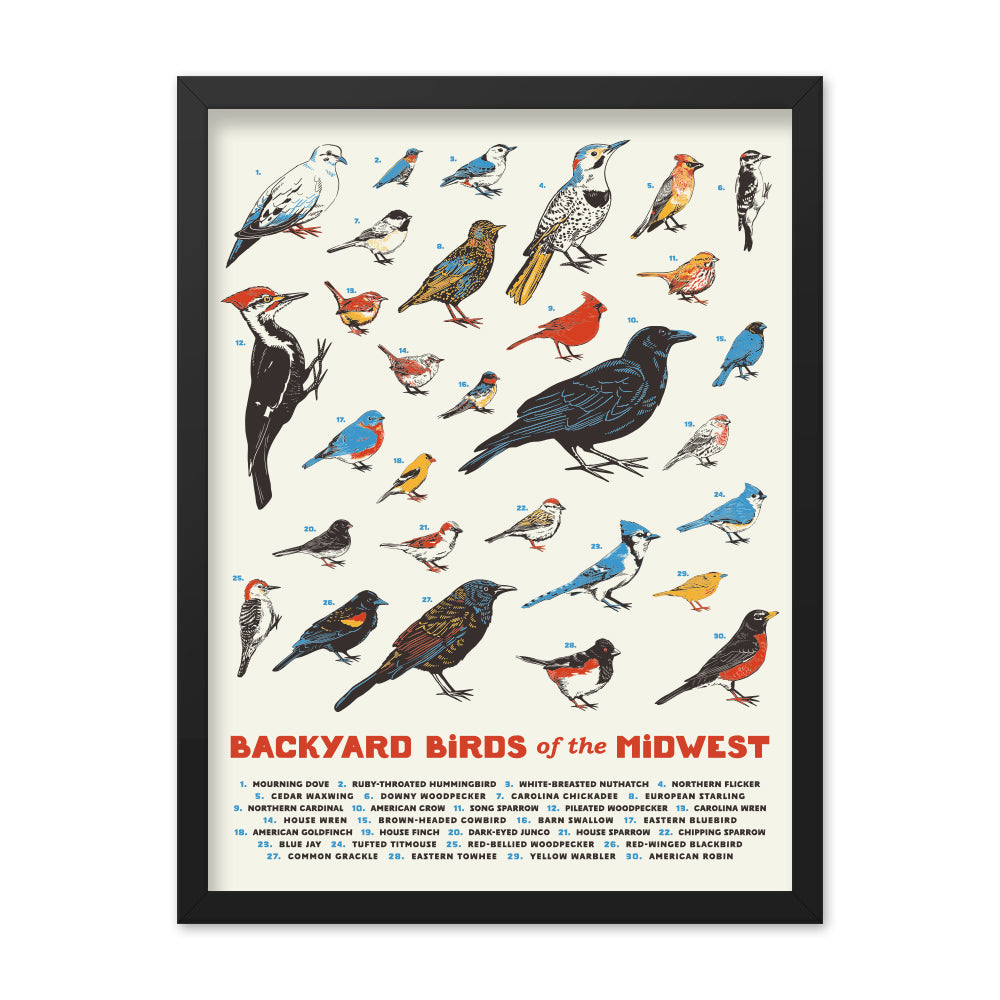 Backyard Birds of the Midwest Poster – United State of Indiana