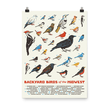 Backyard Birds of the Midwest Poster