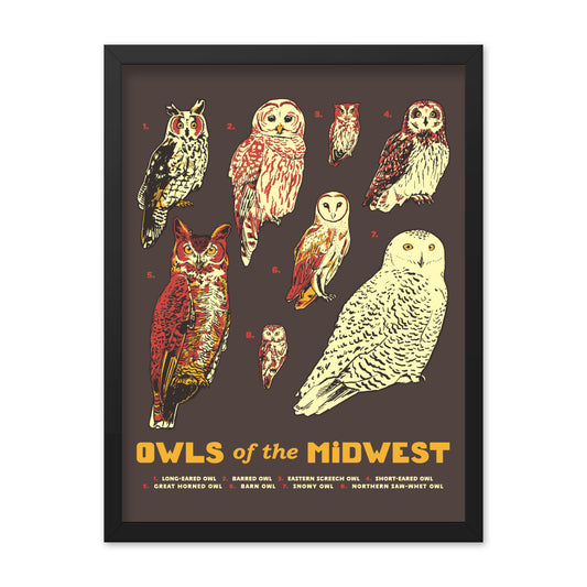 Owls of the Midwest Poster