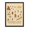 Backyard Insects of the Midwest Poster