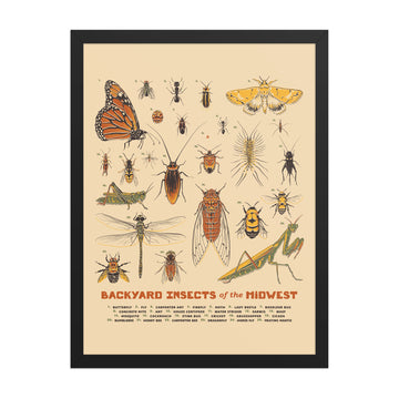 Backyard Insects of the Midwest Poster