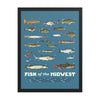 Fish of the Midwest Poster