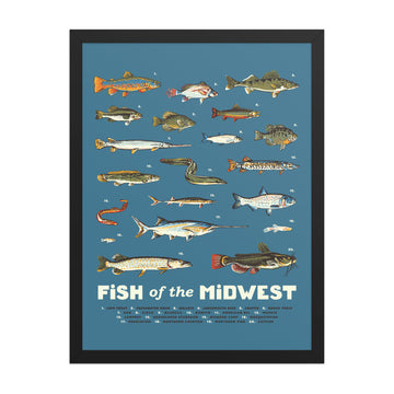 Fish of the Midwest Poster