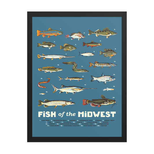 Fish of the Midwest Poster