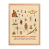 Backyard Insects of the Midwest Poster