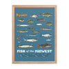 Fish of the Midwest Poster