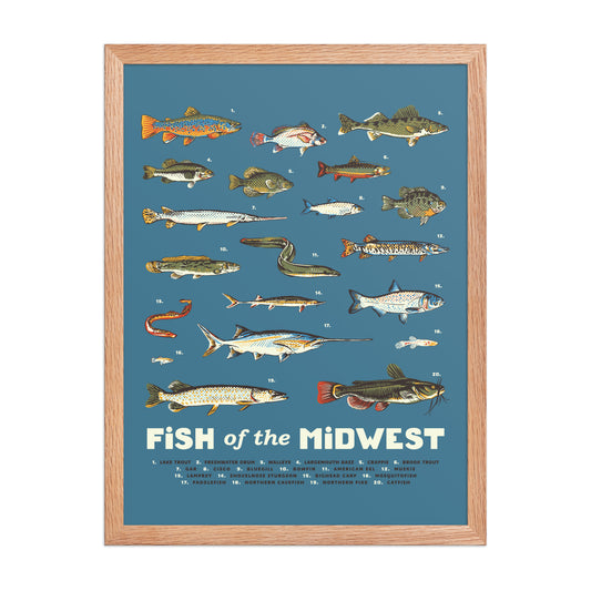 Fish of the Midwest Poster