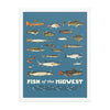 Fish of the Midwest Poster