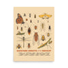 Backyard Insects of the Midwest Poster