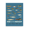 Fish of the Midwest Poster